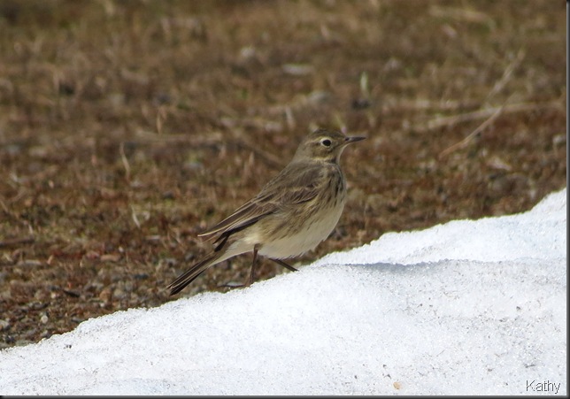 American Pipit on the snow