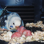 Macaco & Babies.JPG