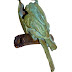 Object: 18738 - Groene Bijeneter - 11x21 cm - € 1.100,= Object: 18738 - Groene Bijeneter - 11x21 cm - € 1.100,=
