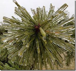 Close up de árvore congelada Autora Cláudia Beatriz