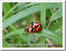 ladybird mating 02