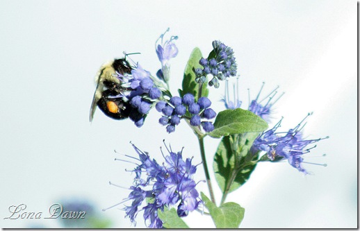 Caryopteris_Bumblebee