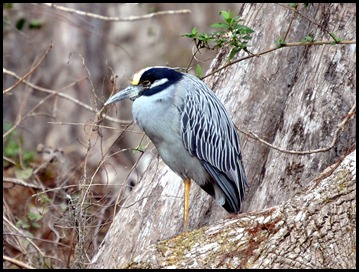 08 - Animals - Black Crowned Night Heron