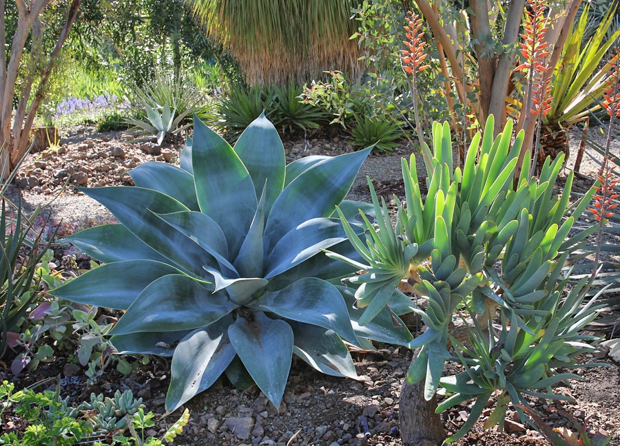 [120414_RBG_Agave-attenuata-Boutin-Bl%255B4%255D.jpg]