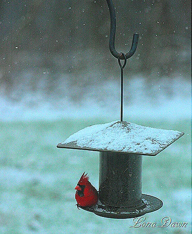 [Cardinal_Jan2012%255B13%255D.jpg]