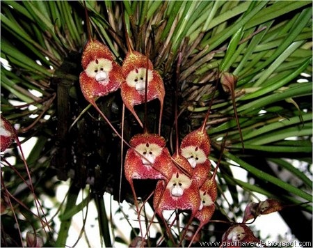 [Monkey%2520Orchids%2520%25282%2529%255B5%255D.jpg]