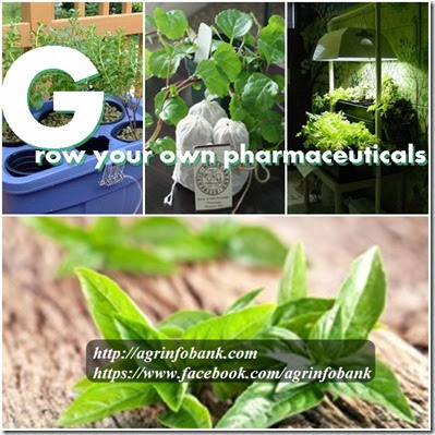 grow your own pharmaceuticals