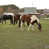 dsc07109.jpg