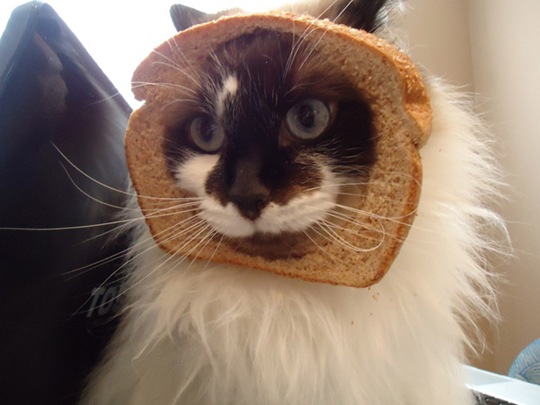 [breaded-cats-1%255B2%255D.jpg]