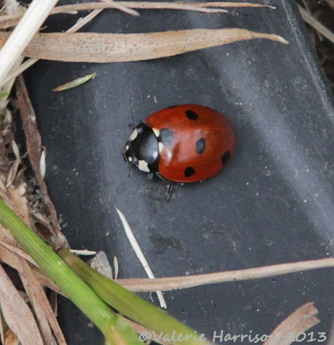 [18-7-spot-ladybird%255B2%255D.jpg]
