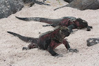 Iguane 2.jpg