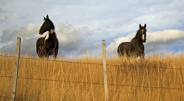 wyoming horses