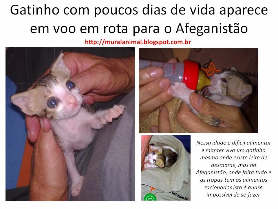 [Gatinho%2520com%2520poucos%2520dias%2520de%2520vida%2520aparece%2520em%255B3%255D.jpg]