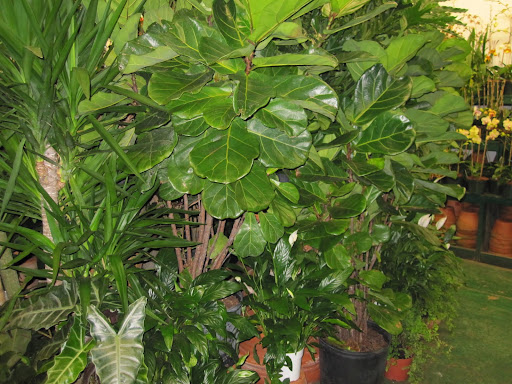 I love the pattern and texture of the the large leaves in the center of this photograph.