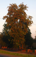jarzębina Photo