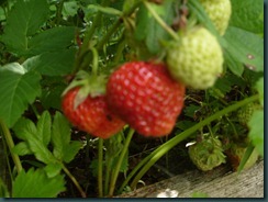 S1052538 S1052538