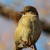 Birds of Corn Hill