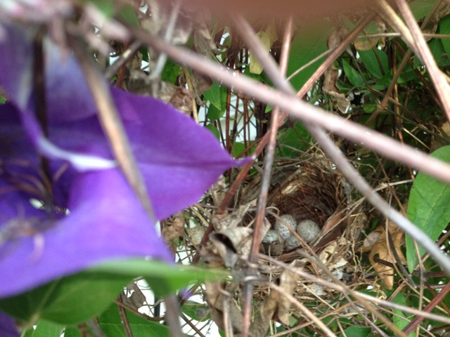 [Nest%2520in%2520the%2520Clematis%255B5%255D.jpg]