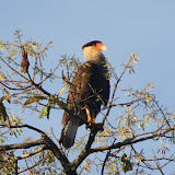 Caracara
