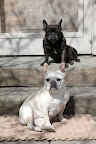 Franny, as beneficial as the sun is, it's best taken in moderation!  Many people don't realize that dogs can get sunburned just like people!  And we Frenchies, being a short haired breed, are especially susceptible.