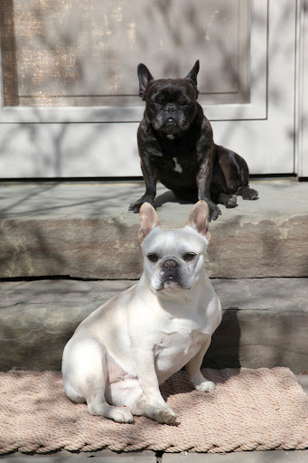 Franny, as beneficial as the sun is, it's best taken in moderation!  Many people don't realize that dogs can get sunburned just like people!  And we Frenchies, being a short haired breed, are especially susceptible.