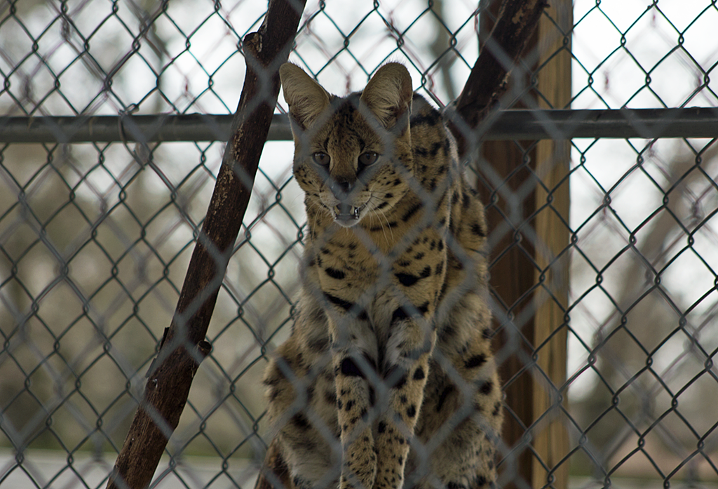 [Serval-Exotic-Game-Park3.png]