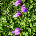 Purple flowers