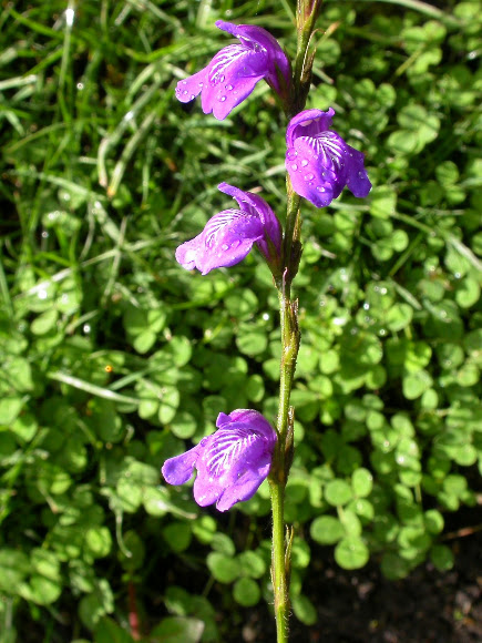 Spotting Image 1