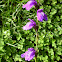 Purple flowers