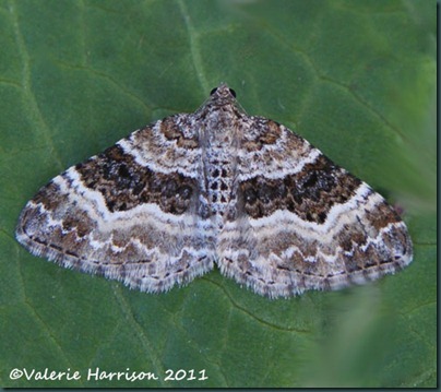 common-carpet (2) common-carpet (2)