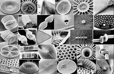 [Microorganism%2520Nomenclature%255B5%255D.gif]