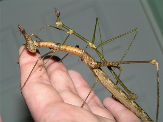 Peruvian horsehead grasshoppers Pseudoproscopia latirostris - male and female