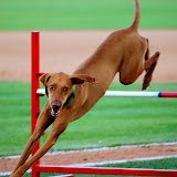 PHOTOGRAPHER: Mav=Maverick River Cats, August 03 2008, vs Memphis