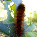 Wooly Bear