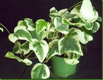 Hedera canariensis Hedera canariensis