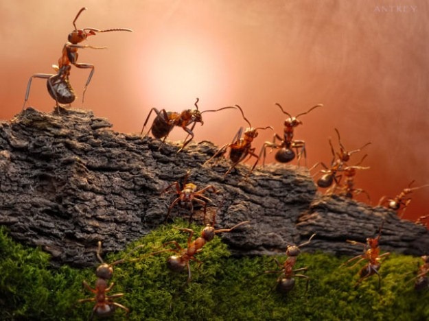 [Life-of-Ants-Andrey-Pavlov-24%255B3%255D.jpg]