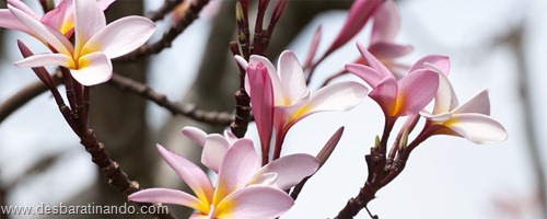 wallpapers dual screen duas telas desbaratinando (22) wallpapers dual screen duas telas desbaratinando (22)