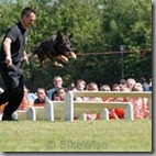 Dog Section