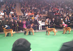 Leonberger Ring