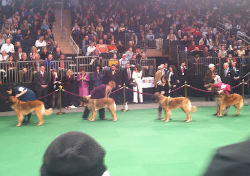 Leonberger Ring