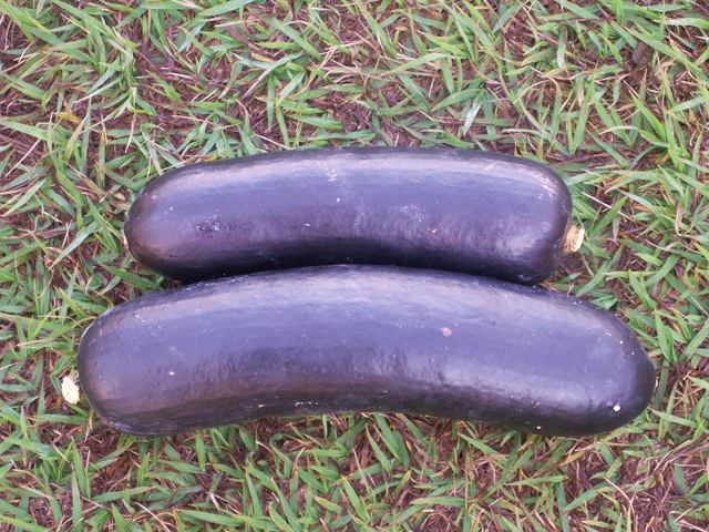 [Sicanaodoriferapreta3.jpg]