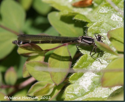 damselfly