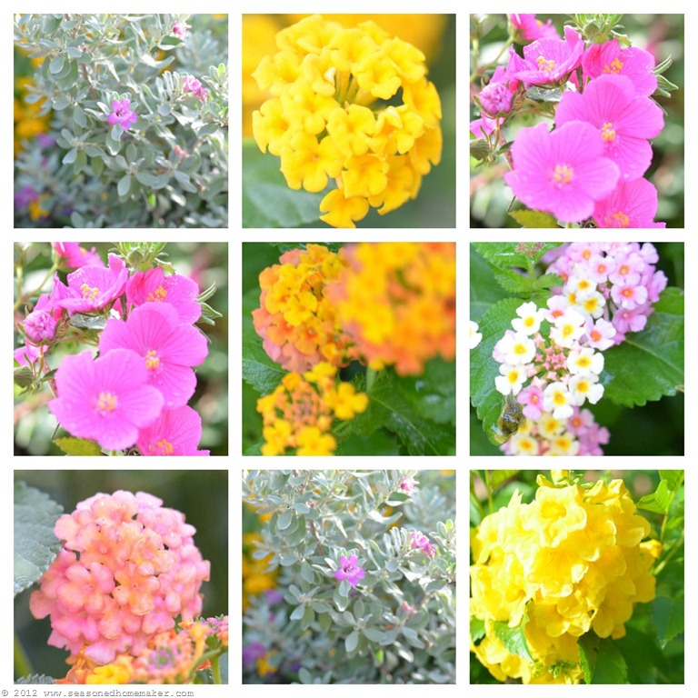[Lantana%2520Collage%255B3%255D.jpg]