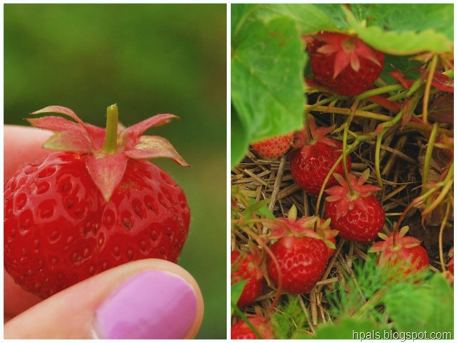 [strawberries1%255B4%255D.jpg]