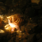 Krab in schelp
