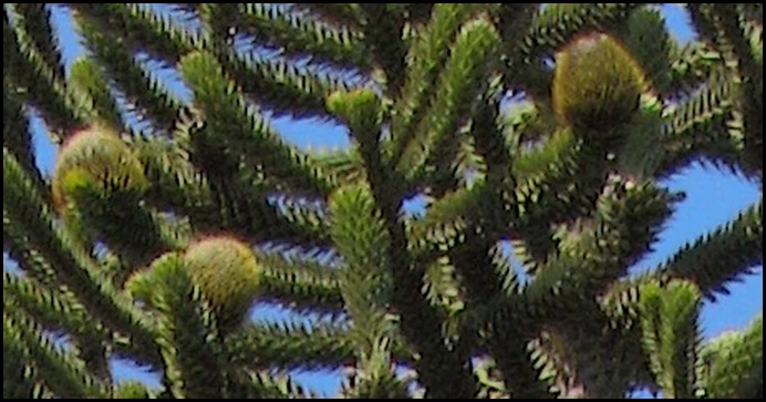 Tree Fruit