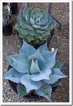 121013_RBG_Agave-ovatifolia_05