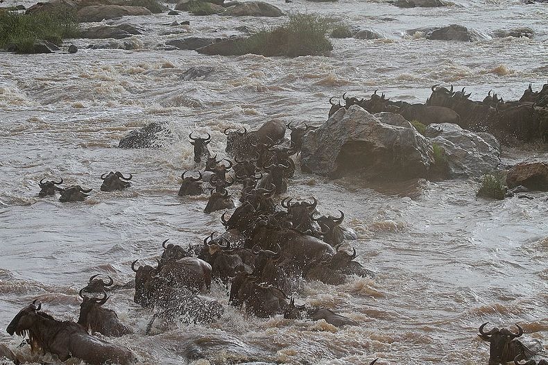 mara-river-crossing-7