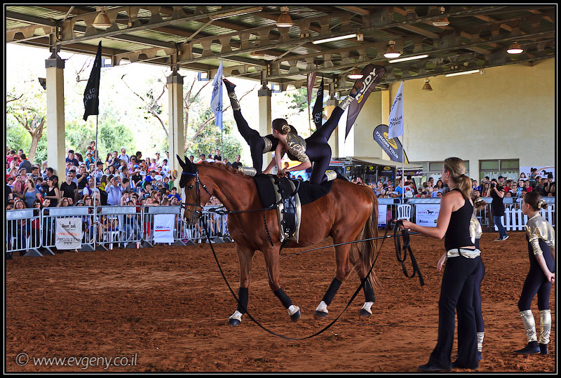 il/Фото: Stallion Show 2011 (20110416 stllion show 030 2072)