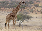 Tarangire Nationalpark